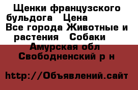 Щенки французского бульдога › Цена ­ 30 000 - Все города Животные и растения » Собаки   . Амурская обл.,Свободненский р-н